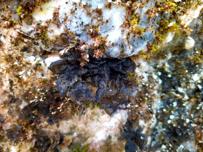 Collema flaccidum 73160020