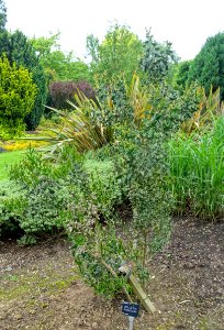 Colletia paradoxa - Hillier Gardens - Romsey, Hampshire, England - DSC04467
