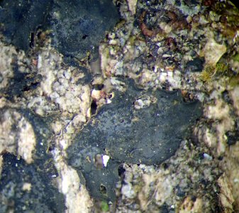Collema subflaccidum 59989132