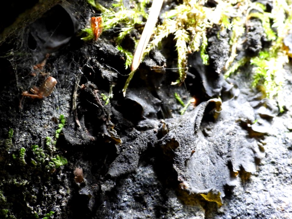 Collema flaccidum 87870197