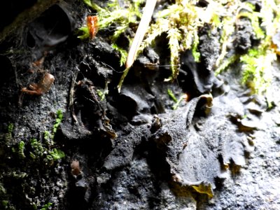 Collema flaccidum 87870197