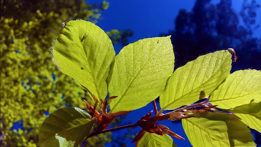 Deciduous tree nature green