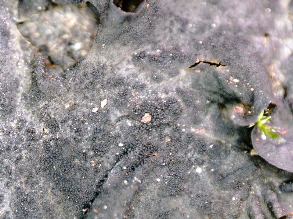 Collema flaccidum 87870129