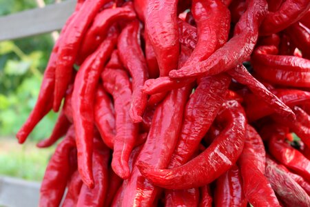 Red pepper red gain