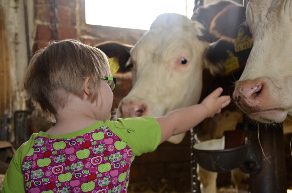 Play cow agriculture