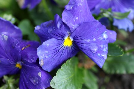 Spring blue flower macro photo