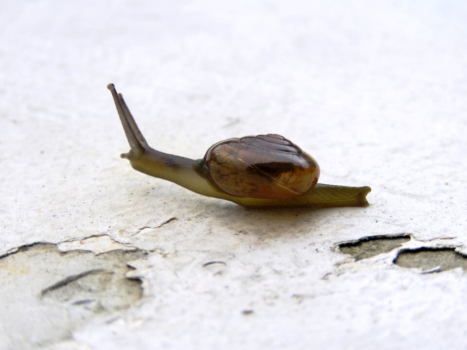 Asphalt gastropod macro