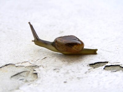 Asphalt gastropod macro photo