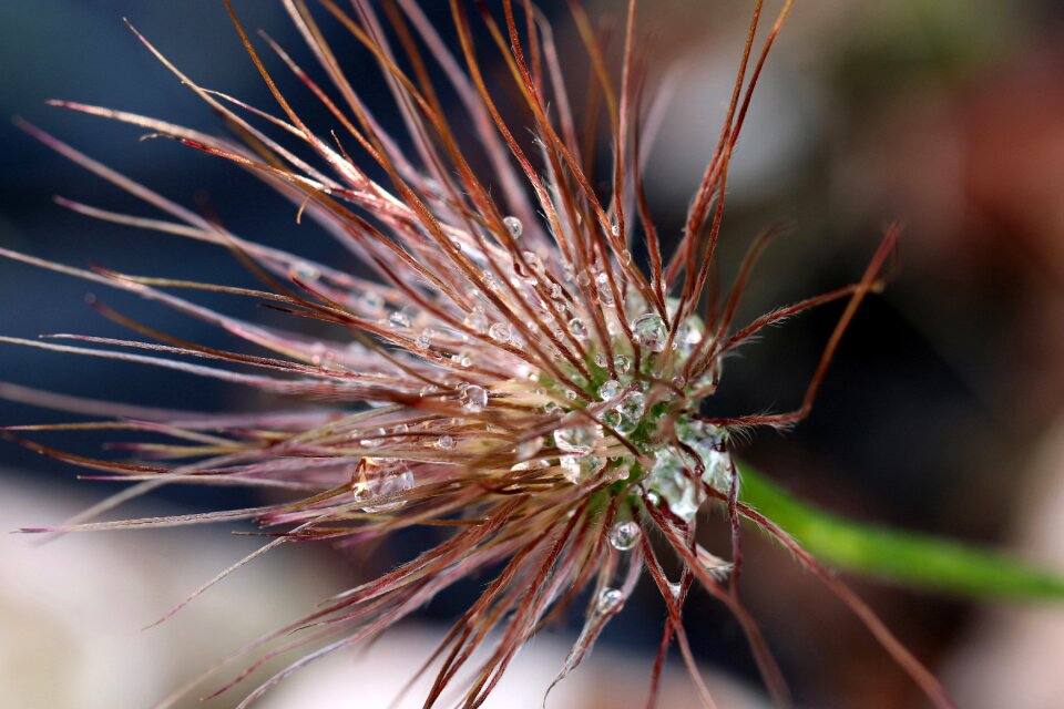 Seeds overblown garden