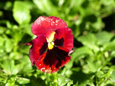 Pansy burgundy violet plant photo