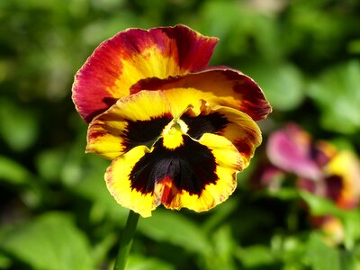 Pansy bi color spring awakening