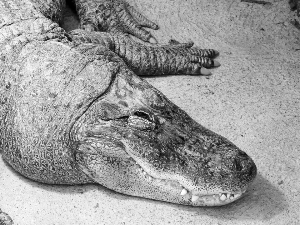 Predator dangerous lizard