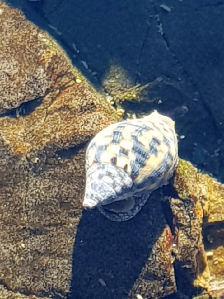 Cominella maculosa 69869440