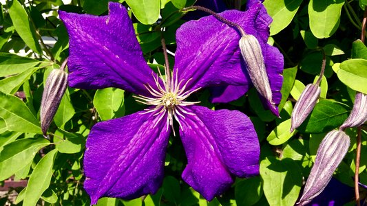 Flower four green