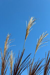 Sky grasses nature