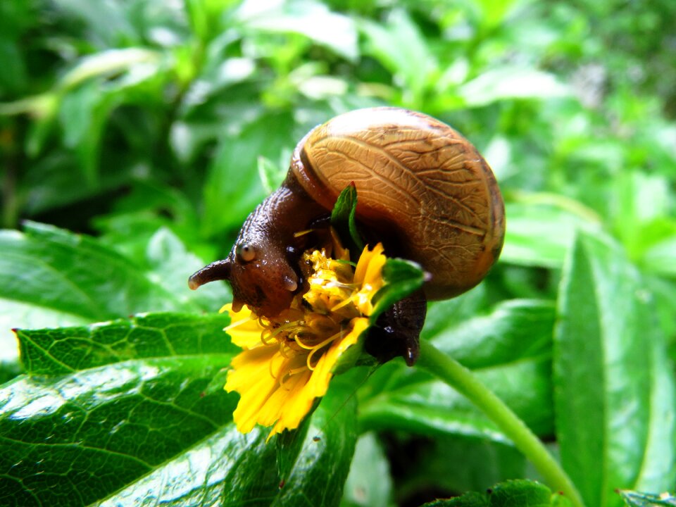 Snail eating close up green eating