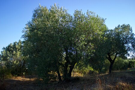 Tuscany olive planting olive grove