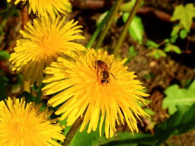 Nature flower weed