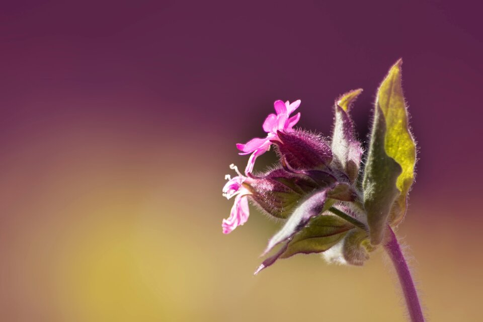 Silene dioica flower blossom