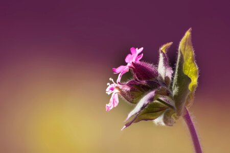 Silene dioica flower blossom