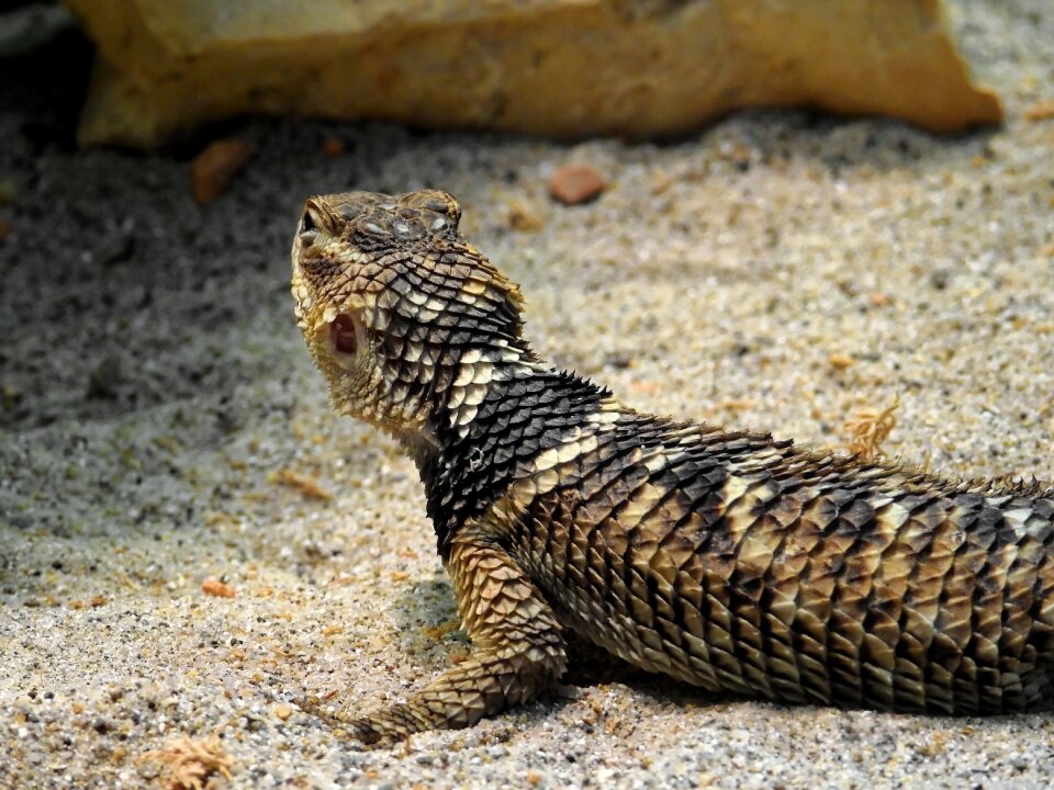 Reptile animal nature