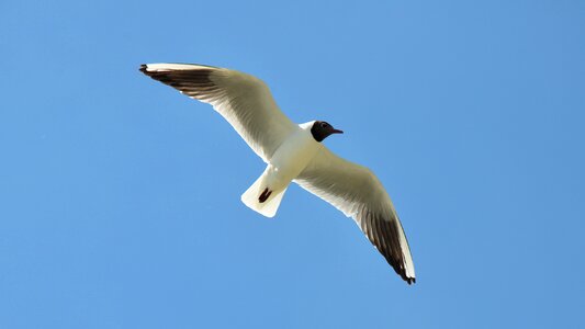 Seagull nature summer photo