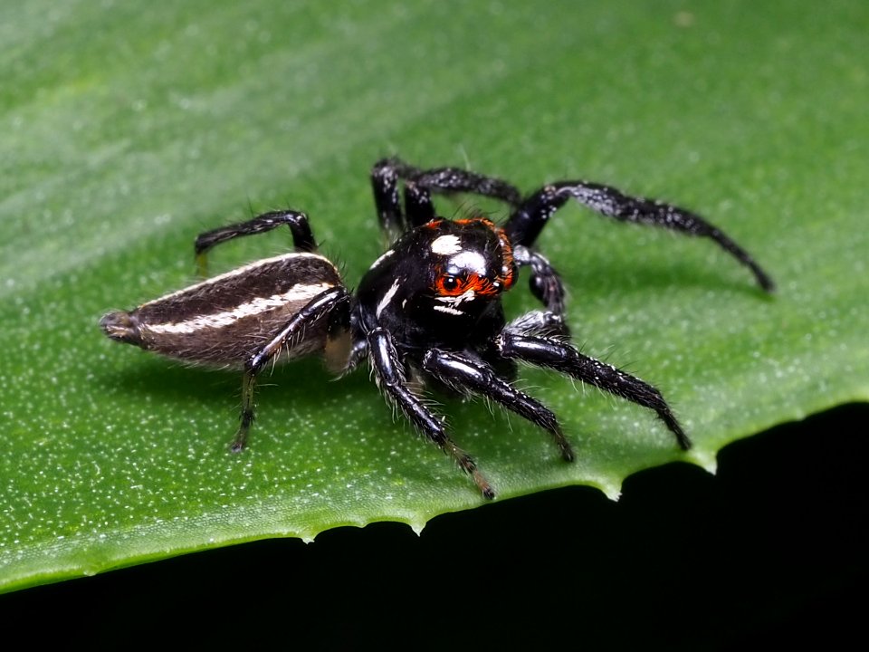 Colonus sylvanus male Pennsylvania 02