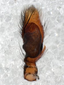 Colonus sylvanus pedipalp 01