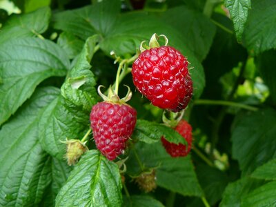 Fruit raspberries garden
