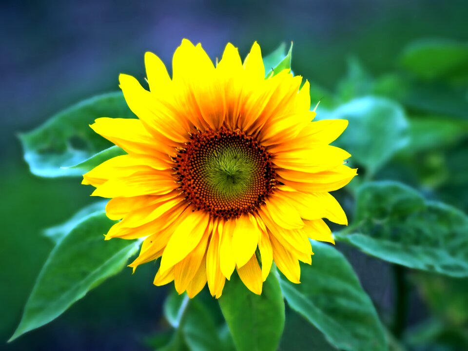 Yellow blossom bloom