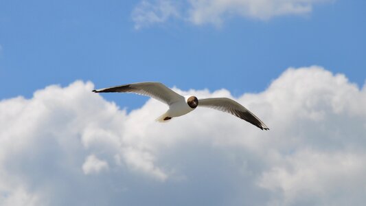 Seagull nature summer