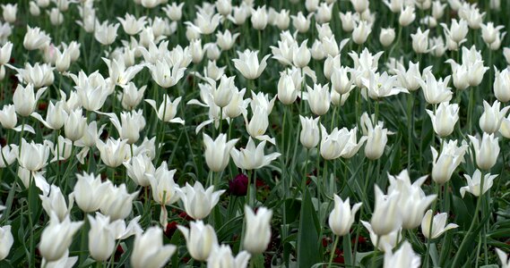 White spring beauty