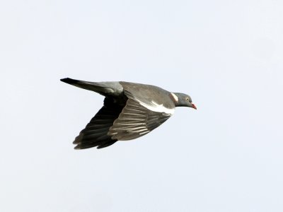Columba palumbus azorica