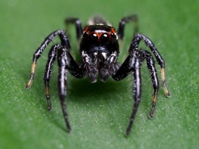 Colonus sylvanus male Pennsylvania 04