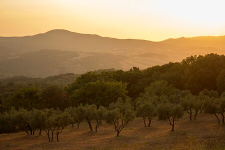 Summer abendstimmung light