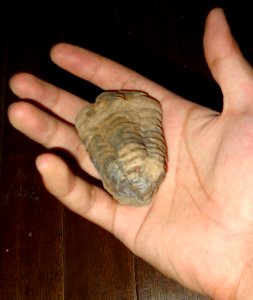 Colpocoryphe grandis (scale)