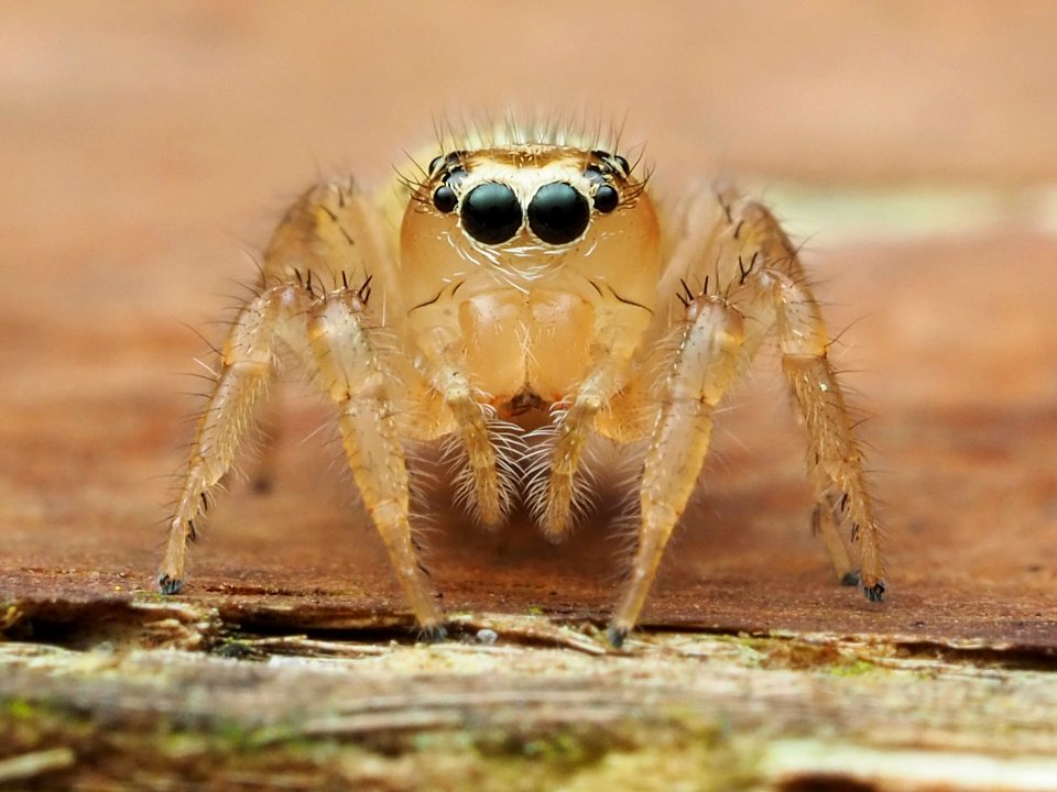 Colonus puerperus 111736188