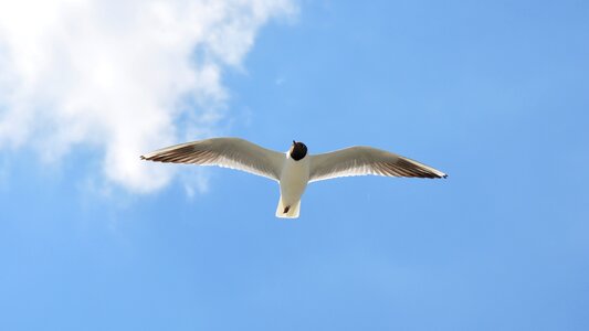 Seagull nature summer