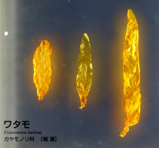 Colpomenia bullosa - National Museum of Nature and Science, Tokyo - DSC07629