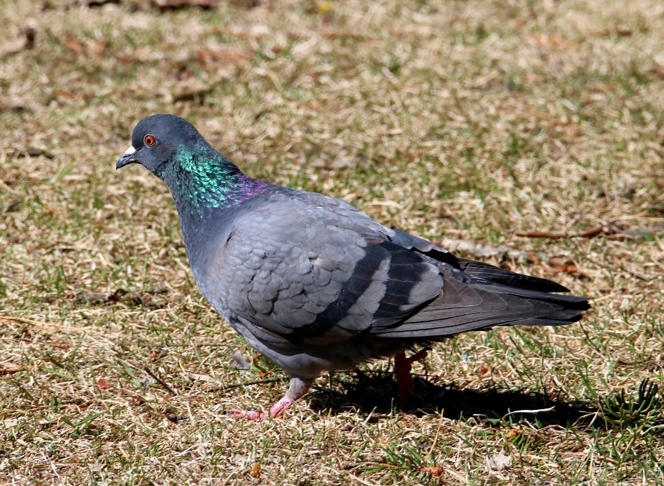 Columba livia Oulu Finland 2016-05-05