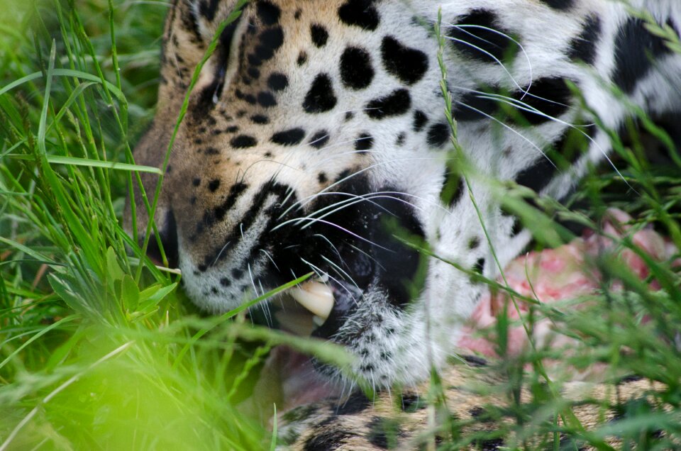 Animal predator carnivore