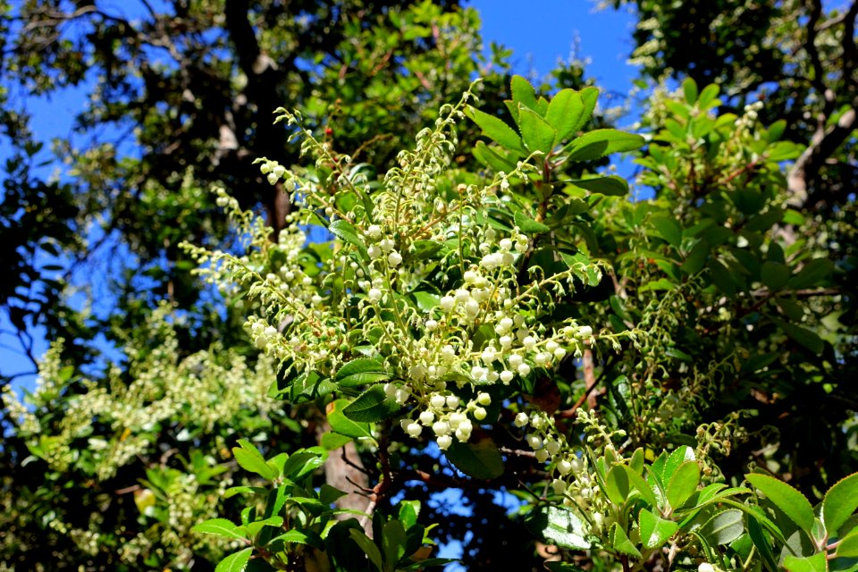 Comarostaphylis diversifolia - Mildred E. Mathias Botanical Garden - University of California, Los Angeles - DSC02959