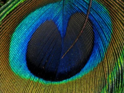 Colours Of Life (58159096)