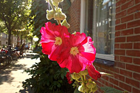 Flower bloom sunlight