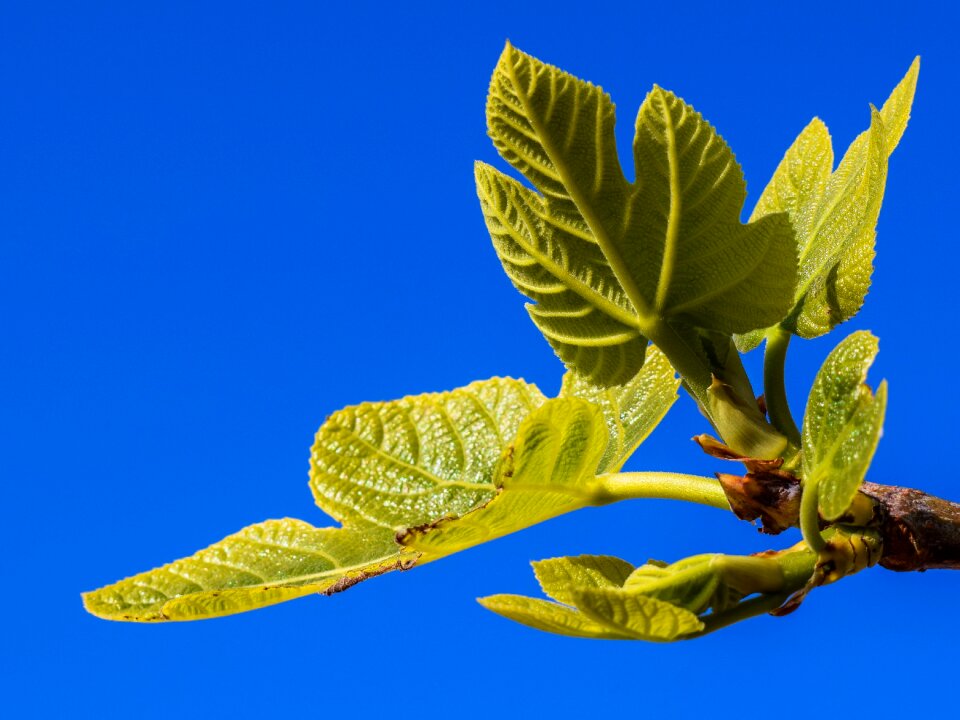 Plant nature mediterranean photo