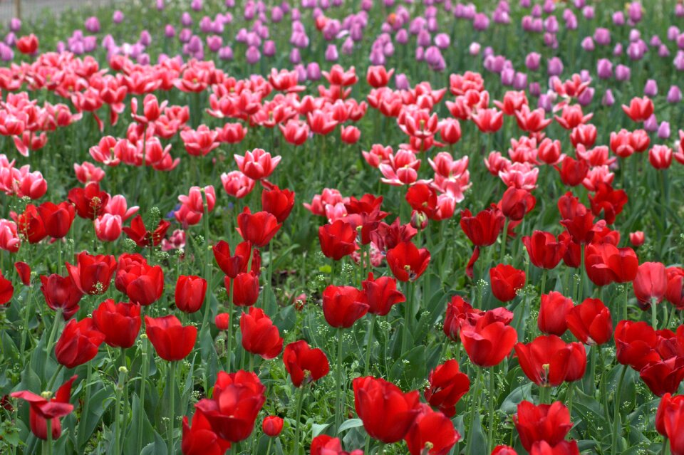 Coloring spring beauty