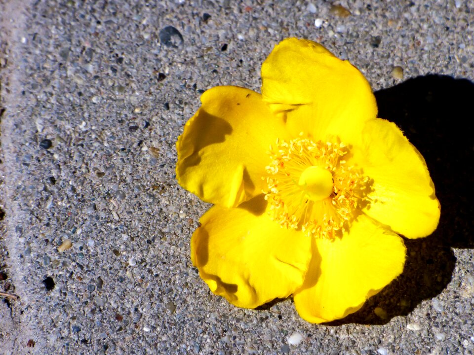 Petal yellow flower nature