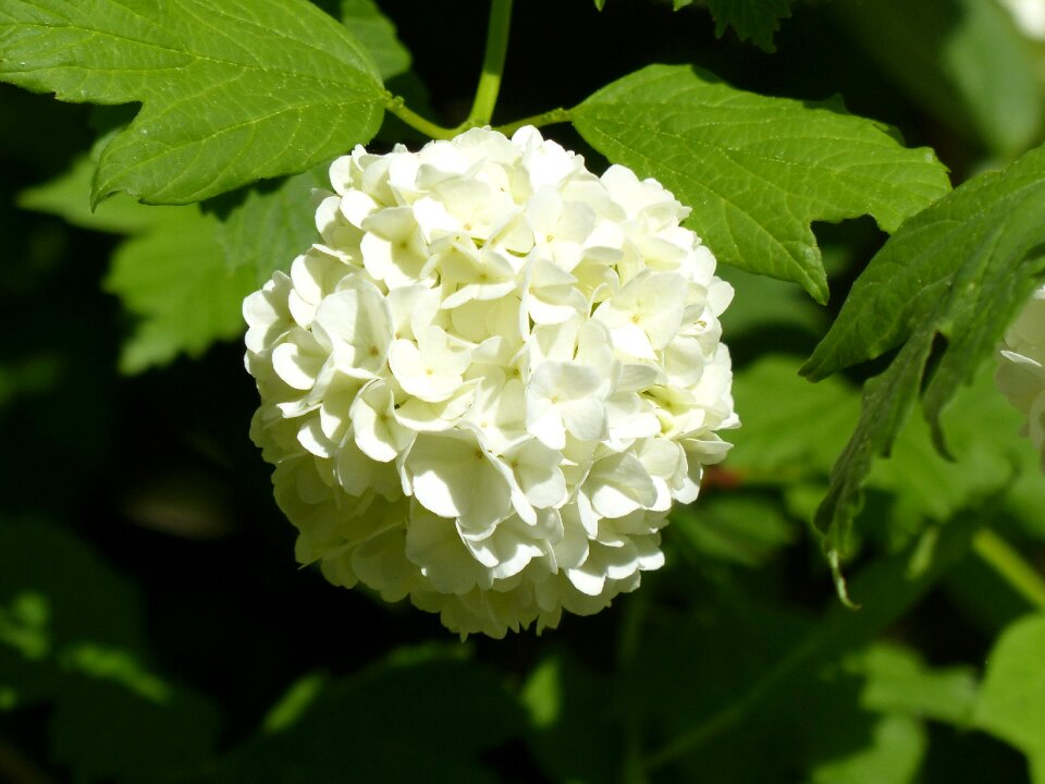 Snow ball globose white