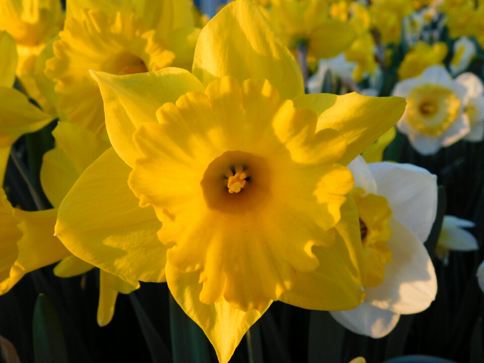 Yellow white springtime