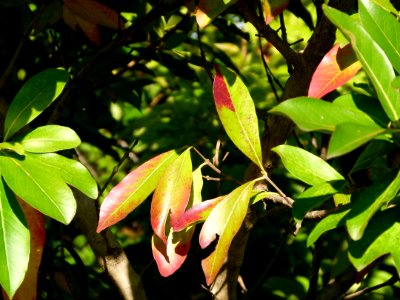 Combretum kraussii, Jardin botanique de Barcelone